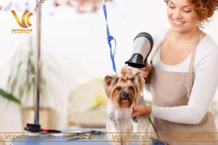 nên tắm cho chó vào lúc nào