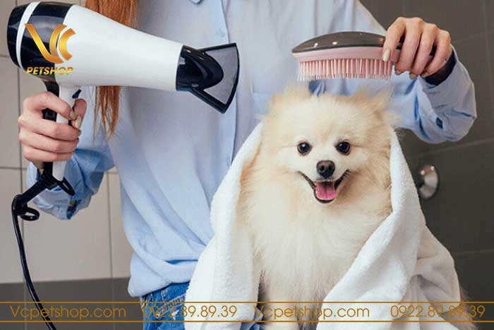 Tắm cho chó như thế nào là đúng cách?