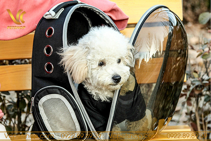 Các loại phụ kiện cho chó cần chuẩn bị