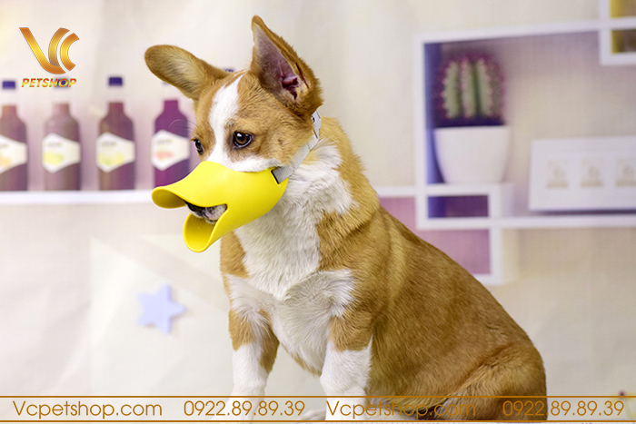 Nuôi chó cần chuẩn bị gì