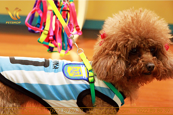 Nuôi chó cần chuẩn bị những gì