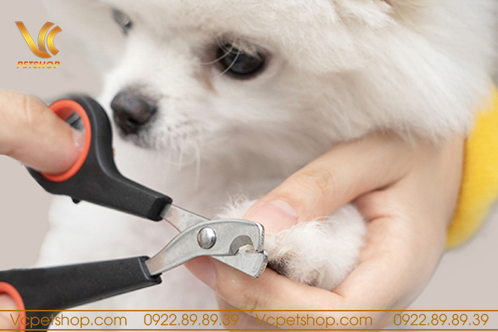 Đồ vệ sinh – chăm sóc lông chó