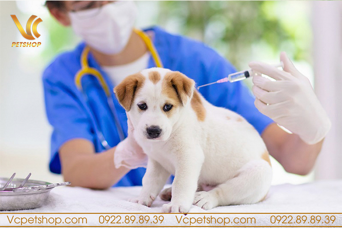 Chó con có cần tiêm phòng không?