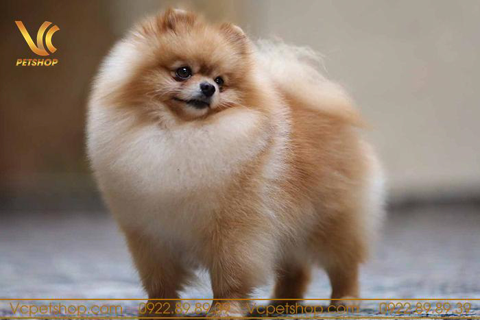 Thức ăn cho chó Phốc Sóc