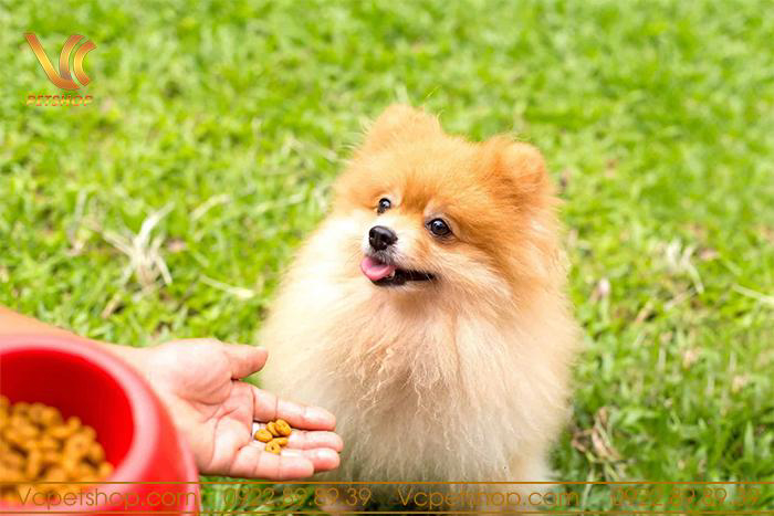 Thức ăn hạt có vai trò gì đối với sức khỏe của chó Phốc Sóc?