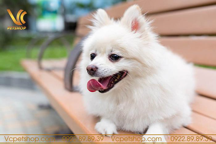 Hướng dẫn chọn thức ăn cho chó Phốc Sóc