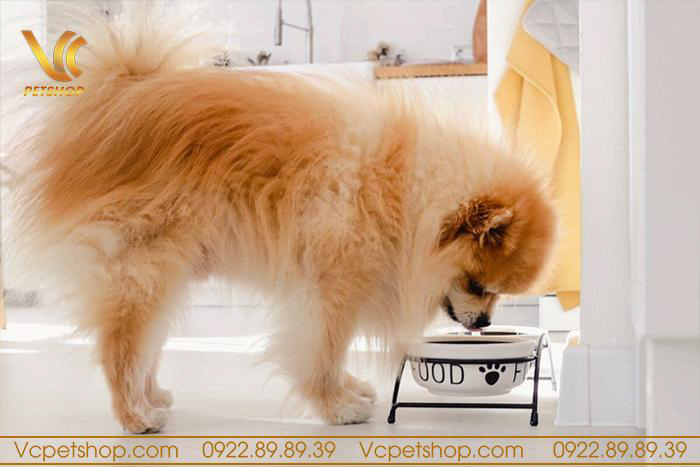 Tư vấn Thức ăn hạt cho chó Phốc Sóc