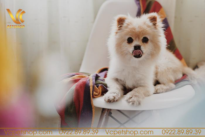 Những lưu ý khi sử dụng thức ăn cho chó Phốc Sóc