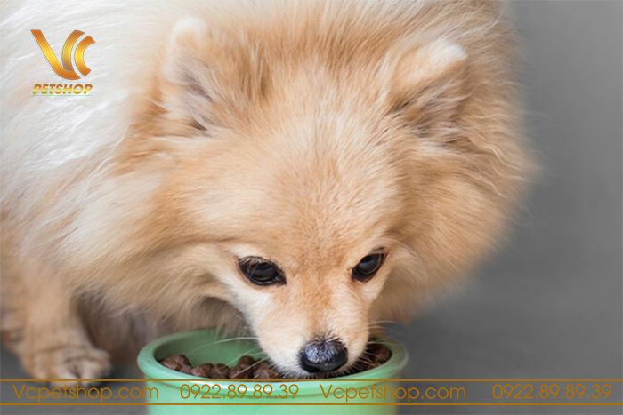Chế độ dinh dưỡng cho chó Phốc Sóc cần đảm bảo yêu cầu gì?