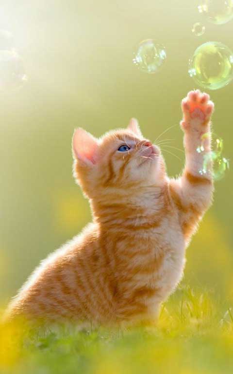 Pet Technology Innovation