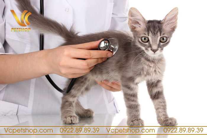 6 Bệnh Thường Gặp Ở Mèo – Cách Nhận Biết, Phòng Và Điều Trị Hiệu Quả