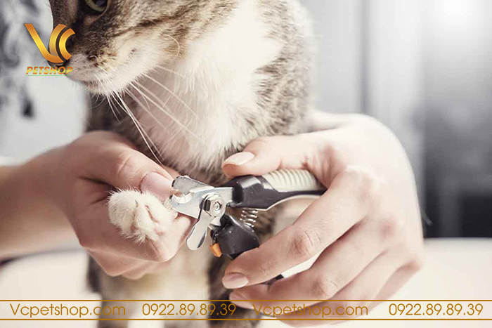 Các bước cắt móng cho mèo