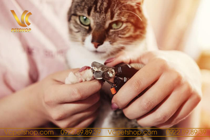 Hướng dẫn cắt móng cho mèo
