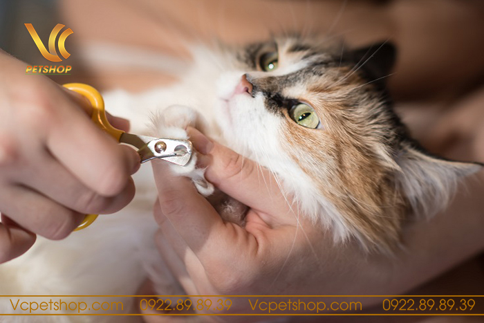 Cách cắt móng cho mèo