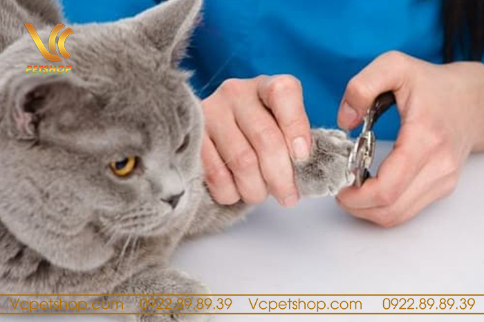 Lời khuyên khi cắt móng cho mèo