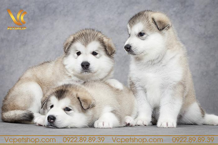 TOP Thức Ăn Hạt Cho Chó Alaska Tốt Và Sử Dụng Nhiều Nhất
