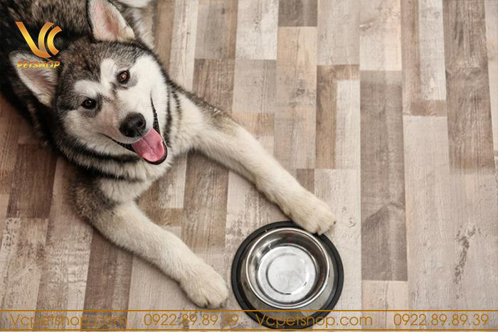 Công dụng mà thức ăn hạt cho chó Alaska mang lại