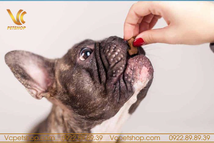 Vì sao nên dùng thức ăn hạt cho chó Bull Pháp?