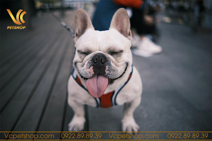 Khi chọn thức ăn hạt cho chó Bull Pháp cần lưu ý gì?