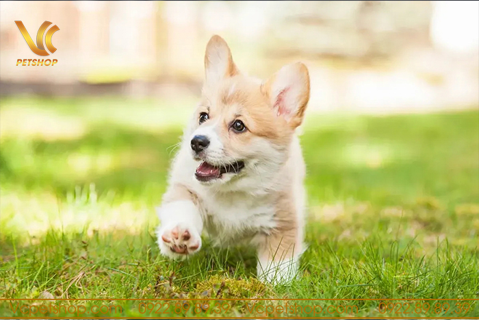 Thức ăn hạt cho chó corgi