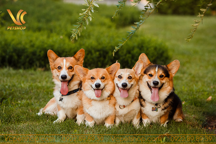 Thức ăn hạt cho chó corgi