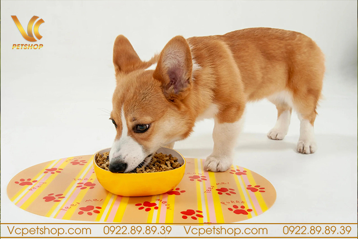 TOP thức ăn hạt cho chó Corgi tối ưu nhất theo từng giai đoạn phát triển