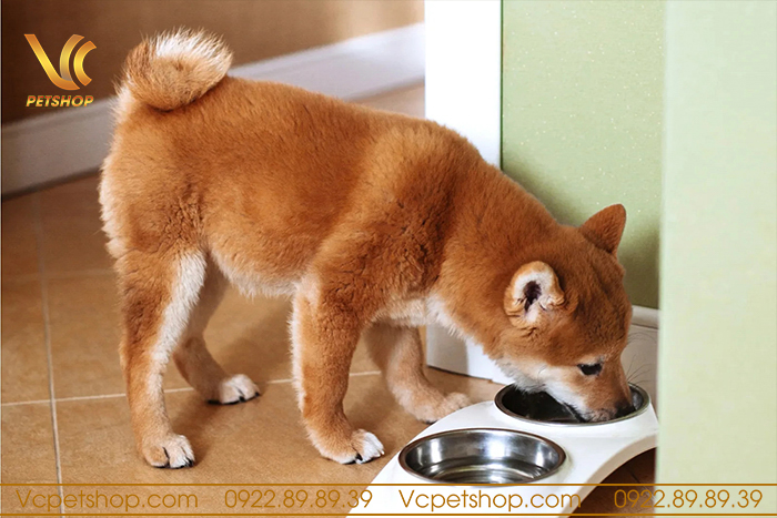 Lưu ý khi mua thức ăn hạt cho chó Shiba