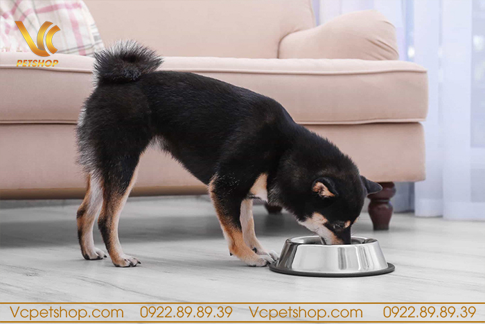 Ưu và nhược điểm của thức ăn hạt cho chó Shiba