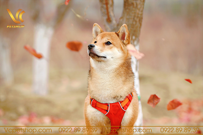 Giới thiệu về giống chó Shiba