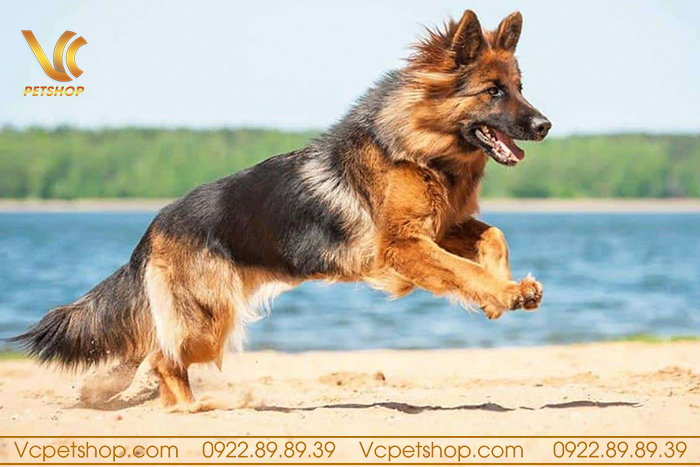 Thức Ăn Hạt Cho Chó Becgie Đức Phát Triển Cơ Bắp Toàn Diện