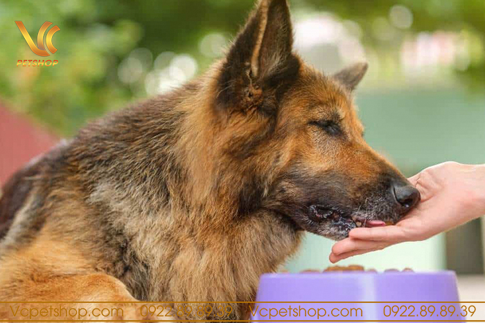 Có nên sử dụng thức ăn hạt cho chó Becgie Đức không?