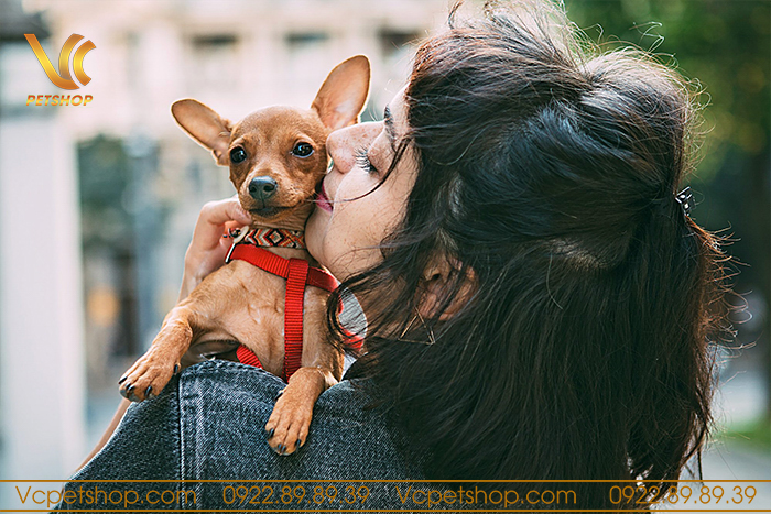 thức ăn hạt cho chó Phốc Hươu