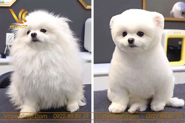 Kiểu lông Puppy (chó con) cho phóc sóc