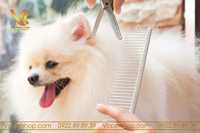 TOP Các Kiểu Cắt Lông Chó Phốc Sóc Đẹp, Thịnh Hành Nhất Năm