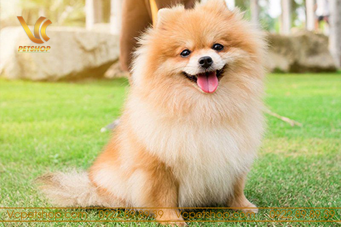 Kiểu lông Traditional cho phóc sóc