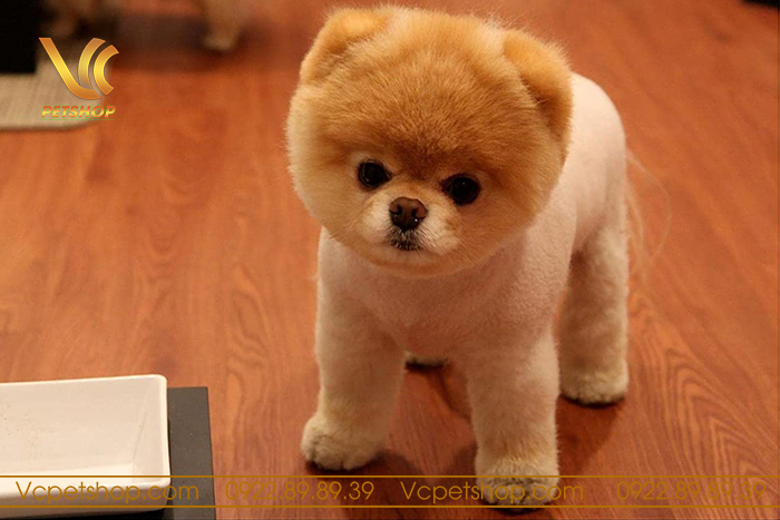 Kiểu lông Teddy cho phóc sóc