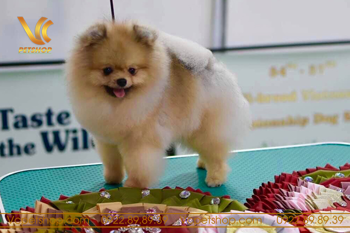 Kiểu lông đi Show cho phóc sóc