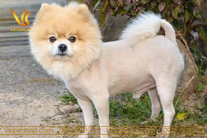 Kiểu lông sư tử cho phóc sóc