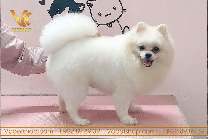 Vì sao nên cắt tỉa lông cho phốc sóc?