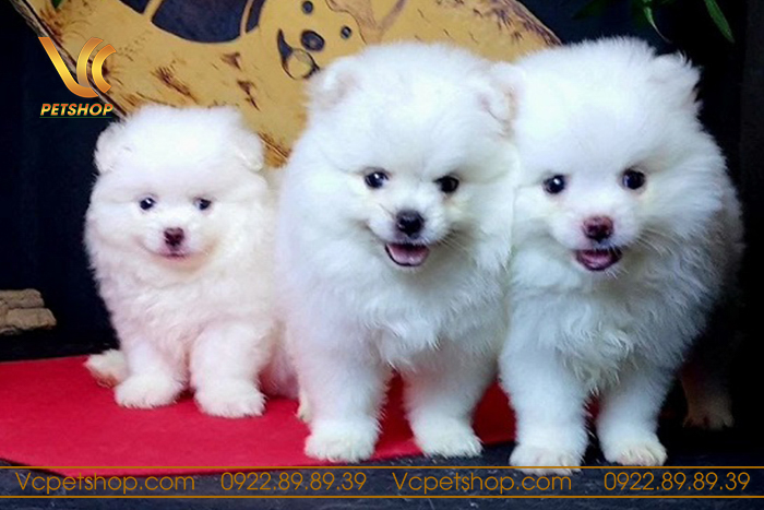 Cách chăm sóc chó phốc sóc 2 tháng tuổi