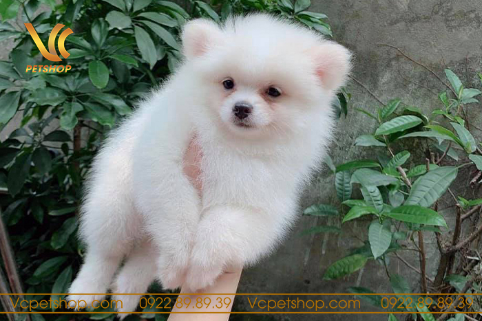 Tạo môi trường sống tốt cho chó phóc sóc 2 tháng tuổi