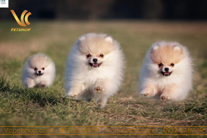 Huấn luyện và xã hội hóa cho chó phóc sóc 2 tháng tuổi