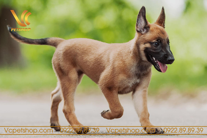 hướng dẫn cách chọn chó malinois con