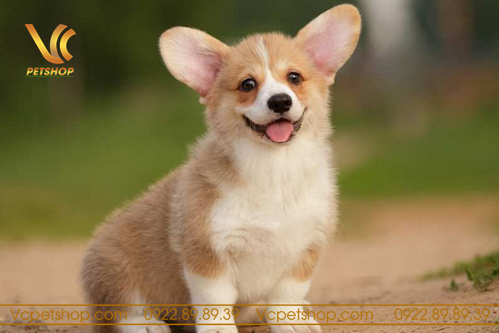Chăm sóc sức khỏe và vệ sinh Chó Corgi 2 Tháng Tuổi