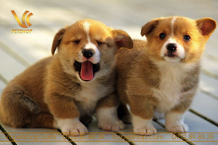 Huấn luyện Chó Corgi 2 Tháng Tuổi