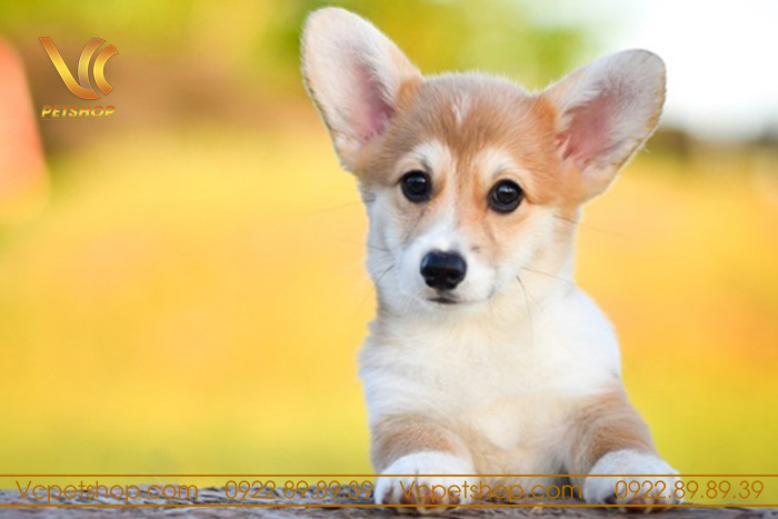 Chế độ ăn uống và dinh dưỡng cho Corgi