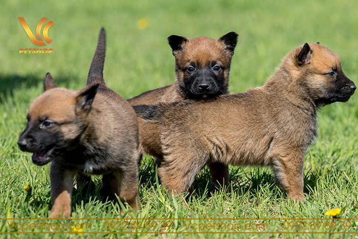 Hoạt động thể chất và tinh thần cho chó Malinois con