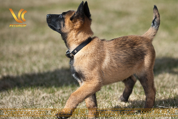 Lịch sử và xuất xứ của chó Malinois
