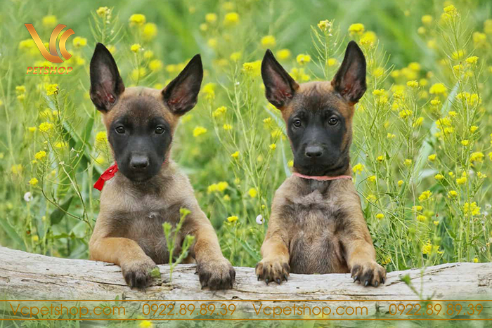Chăm sóc cơ bản cho chó Malinois con