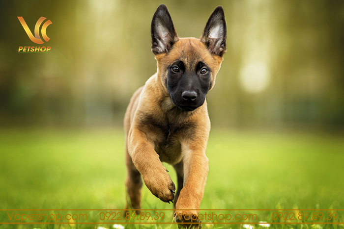 Cách Nuôi Chó Malinois Con – Hướng Dẫn Chi Tiết A-Z Từ Chuyên Gia